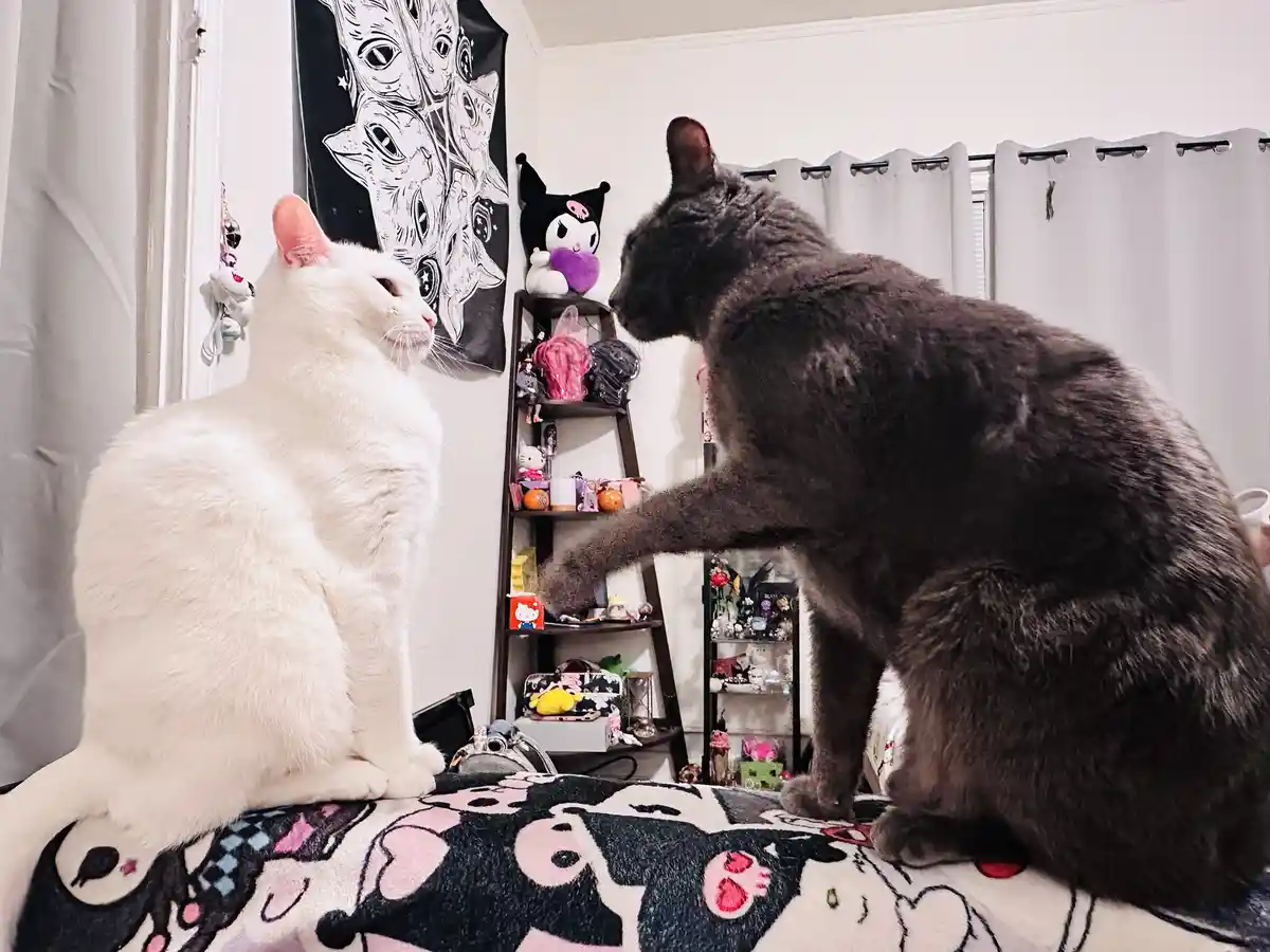 Two cats sit on a bed with a Hello Kitty blanket; a gray cat extends its paw toward a white cat, which turns its head away…