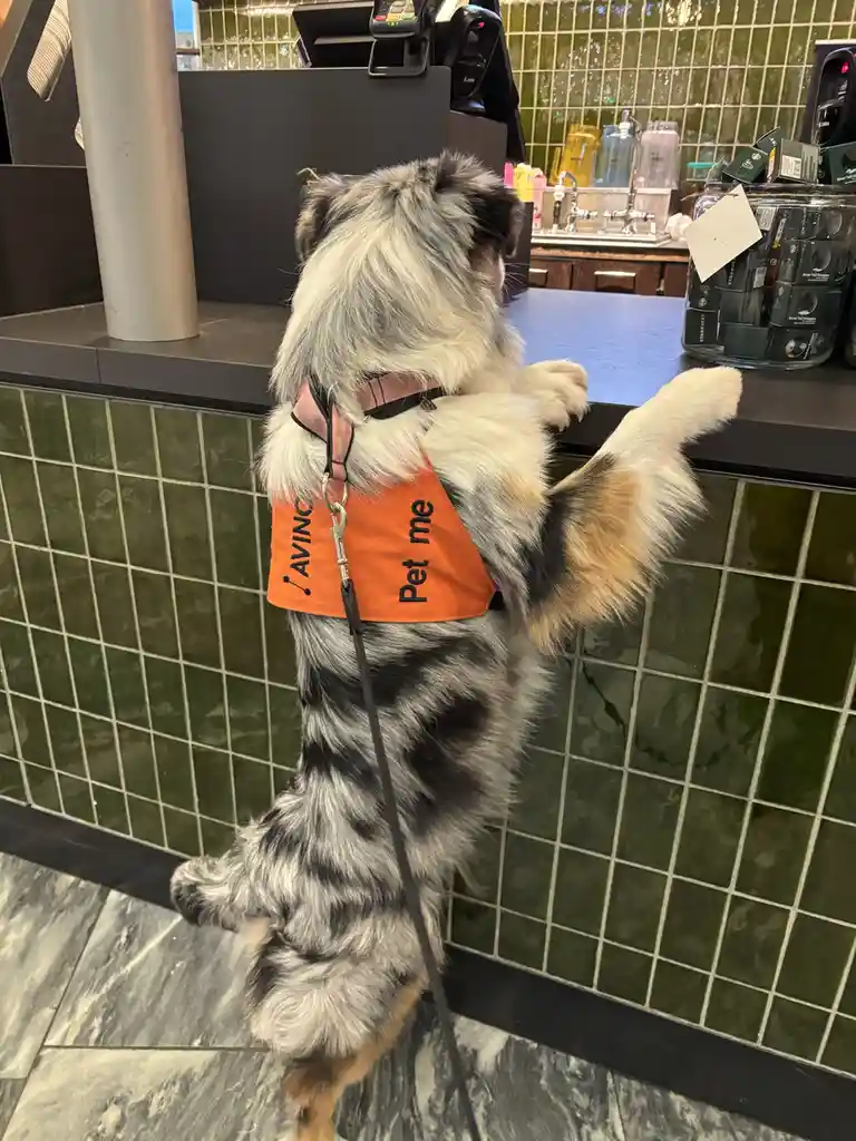 A fluffy merle-patterned dog stands on its hind legs at a Starbucks counter, wearing an orange vest that says 'AVINC Pet…