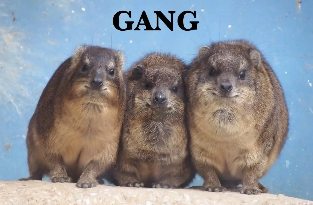 Three small, furry, brown animals with rounded bodies and dark eyes sit side-by-side on a light-colored surface against a…