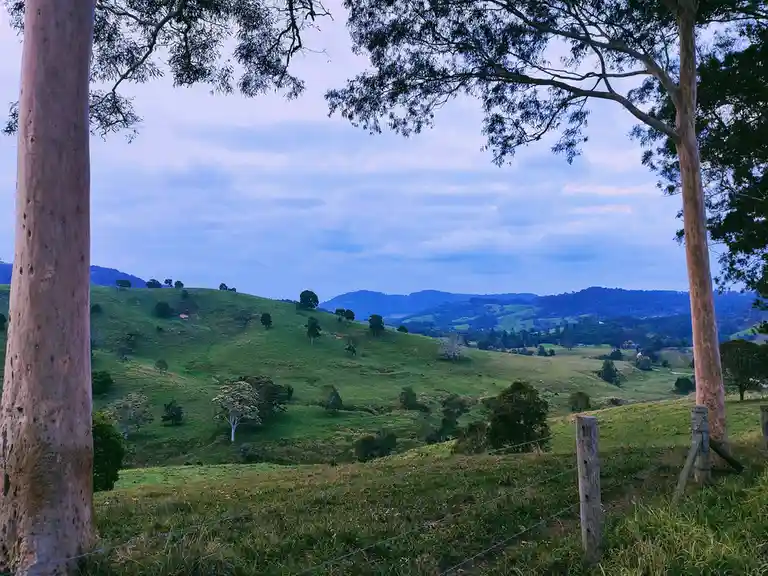 A serene landscape photo framed by two large tree trunks, showing rolling green hills under a cloudy sky, with a wire fence…