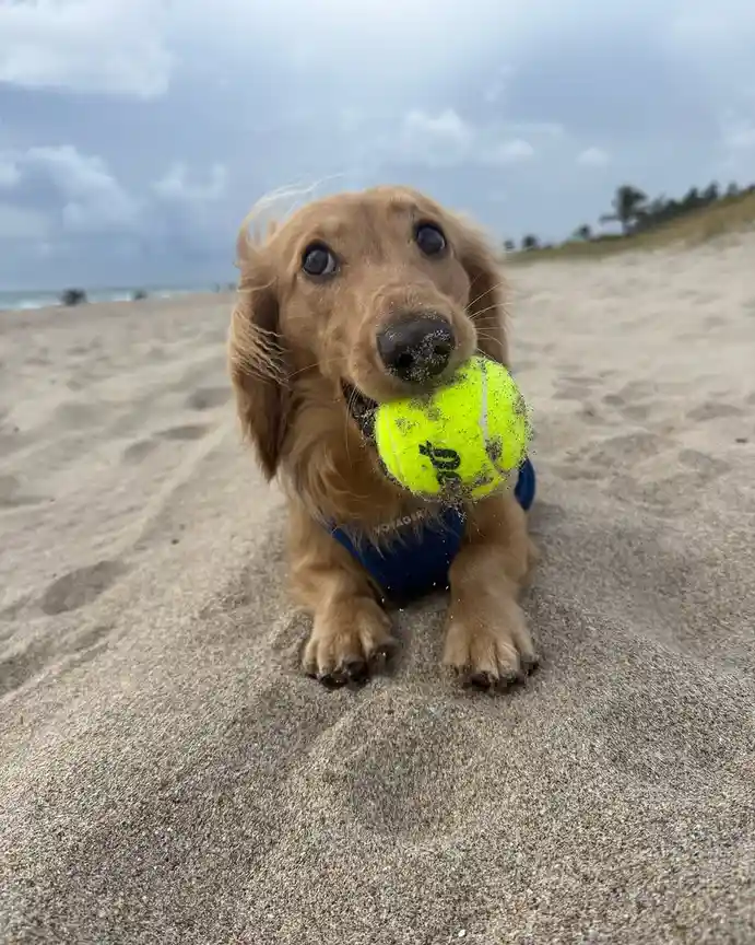 A long-haired dachshund wearing a blue harness sits on a sandy beach, holding a bright yellow tennis ball covered in sand in…