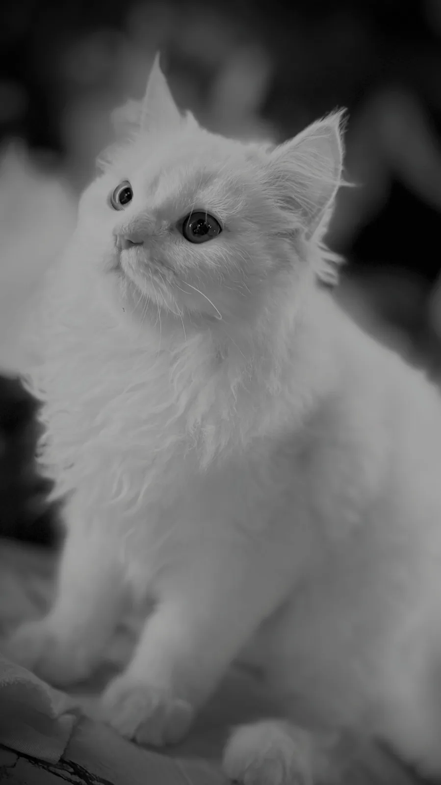 A black-and-white photo of a fluffy white kitten looking upward with wide, expressive eyes. The kitten's fur is soft and…