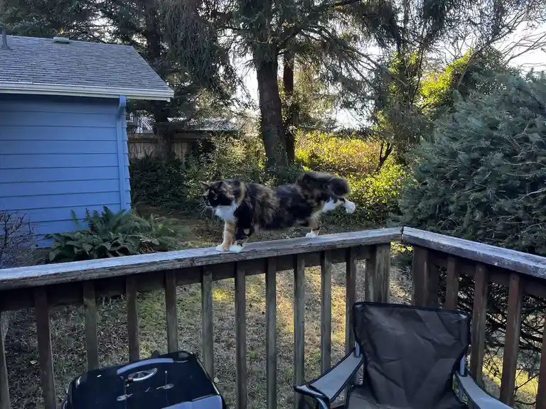 A calico cat with black, orange, and white fur is captured mid-stride walking along the top rail of a weathered wooden deck…