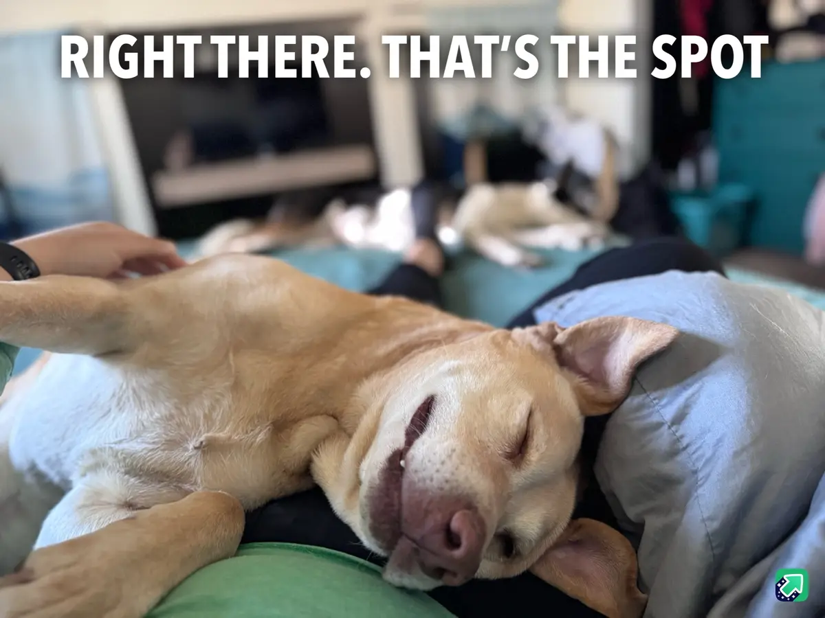 A light brown dog is lying on its back on a person's lap, appearing very relaxed and content with its eyes closed and mouth…