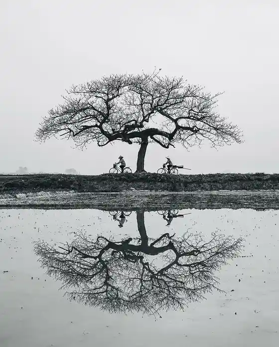 A black-and-white photograph shows two people on bicycles riding under a large, leafless tree on a misty day. The tree and…