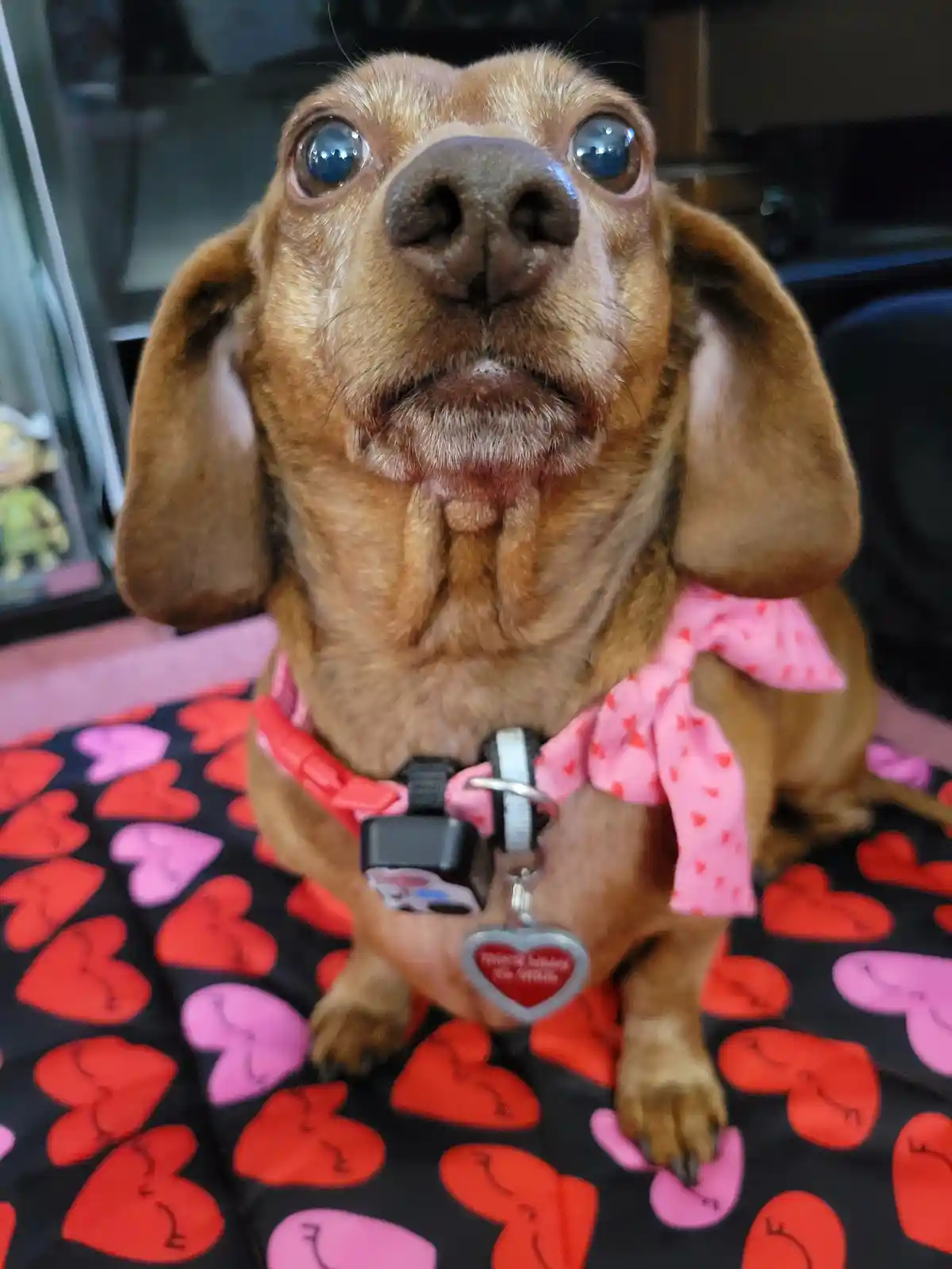 A close-up of a brown dachshund with large, glossy eyes looking upward, wearing a pink heart-patterned bow and a collar with…