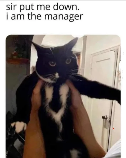 A black and white cat with wide, startled eyes is being held upright by two human hands gripping its torso. The cat's front…