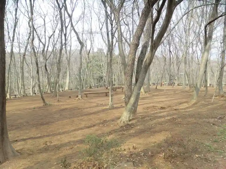 A wide shot of a barren, leafless forest with thin trees and brown dirt ground, featuring wooden benches and distant people…