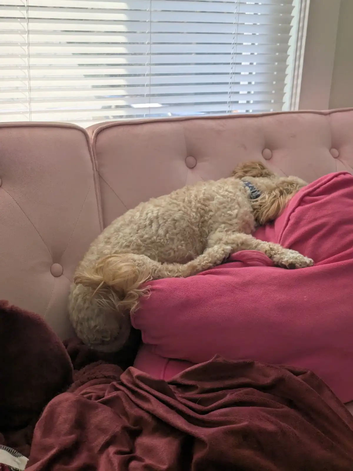 A light brown, curly-haired dog is curled up and sleeping soundly on a pink couch, partially covered by a bright pink…
