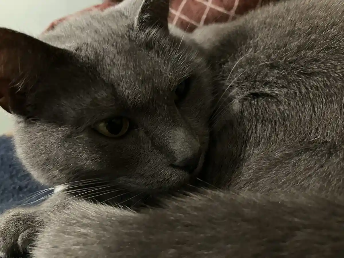 A close-up of a gray cat with one eye open and the other closed, appearing sleepy or unbothered, resting on a plaid blanket…