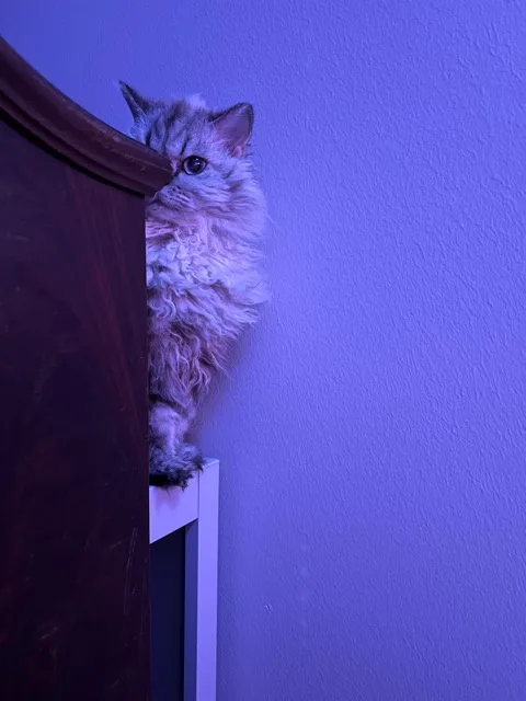 A fluffy, long-haired cat with wide, alert eyes peers cautiously from behind a dark wooden piece of furniture, standing on a…