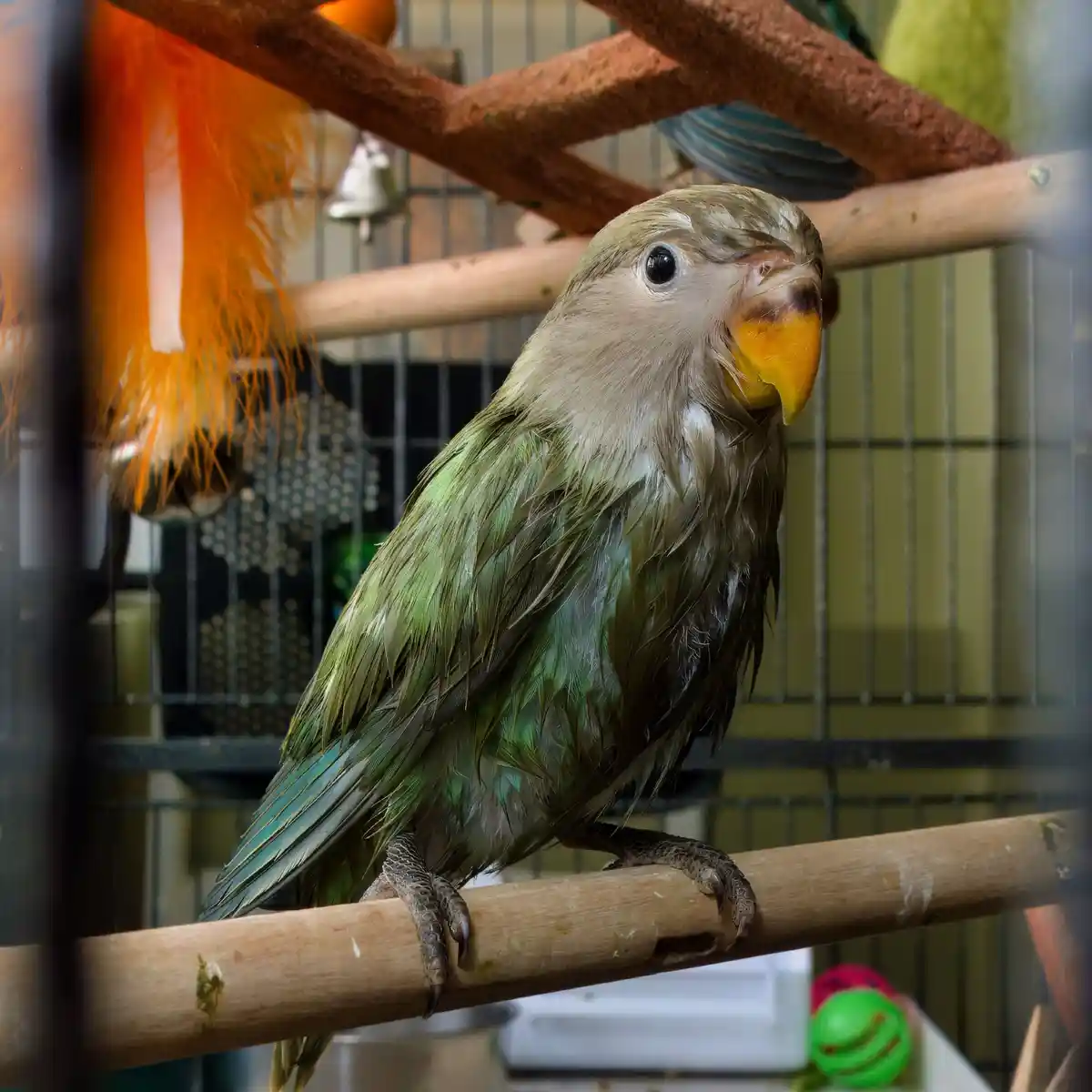 A green parrot with wet, matted feathers sits on a wooden perch inside a cage, looking upward with a slightly squinted…