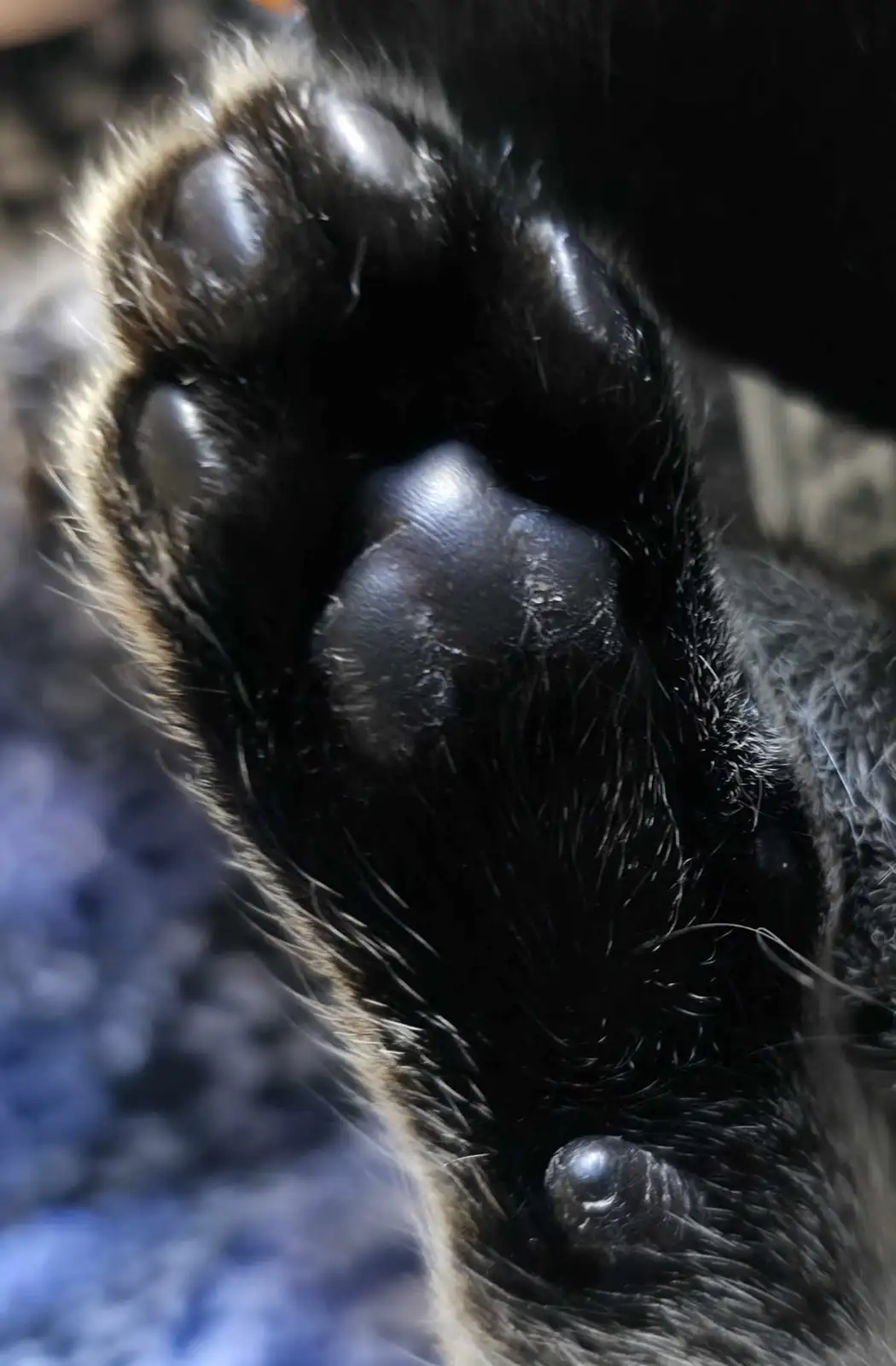 A close-up photo shows the black, furry paw of a dog or cat, with visible pads and claws, resting on a blue patterned…