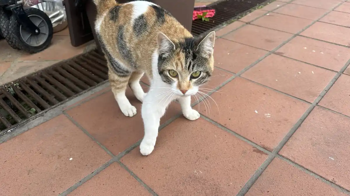 A calico cat with white paws and green eyes walks forward on a red tiled patio, looking directly at the camera with a…