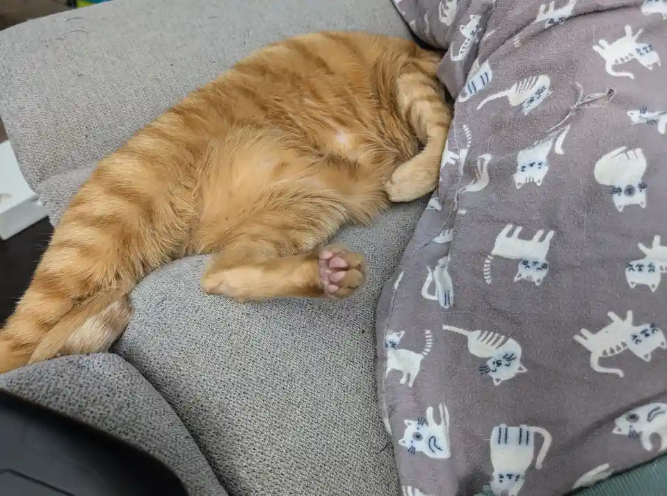 Frax is in hiding, and honestly, I get it, buddy.