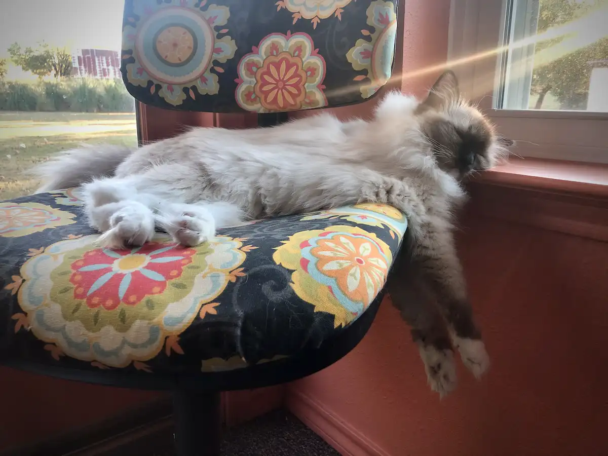 a fluffy, long-haired cat with a dark face and light body is sprawled lazily across a colorful floral-patterned chair…