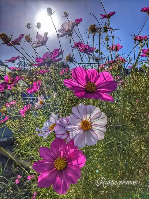 A vibrant photo of cosmos flowers in a garden, featuring bright pink and white blooms with yellow centers against a blue…