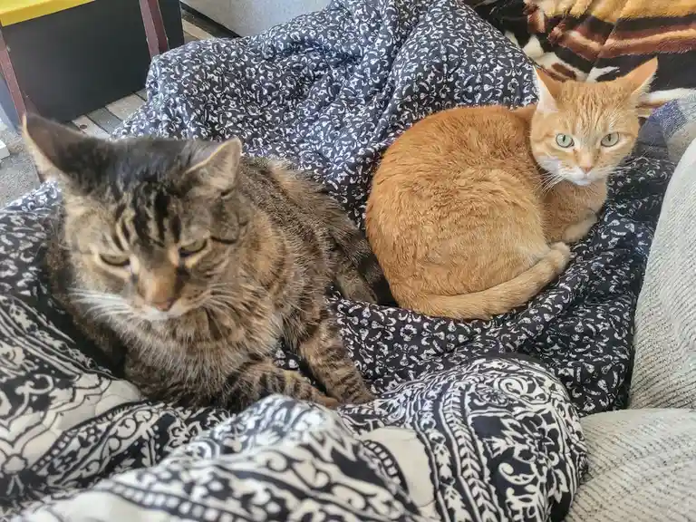 Two cats rest on a black-and-white patterned blanket; a tabby cat on the left looks down with a sleepy expression, while an…