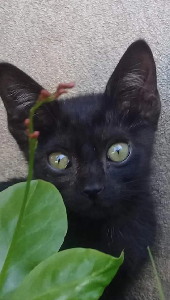 A close-up photo of a small black kitten with large, wide green eyes looking directly at the camera, partially obscured by a…