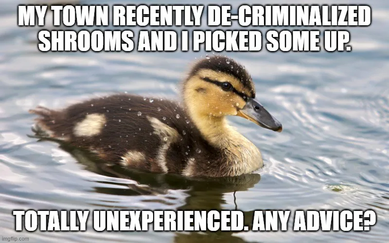 A small duckling with dark brown and yellow feathers is swimming in rippling water, looking slightly concerned. White bold…