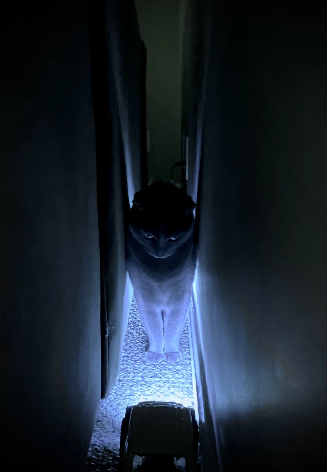 A dark gray cat stands in a narrow, dimly lit hallway, illuminated by a blue light from below, staring intently at the…