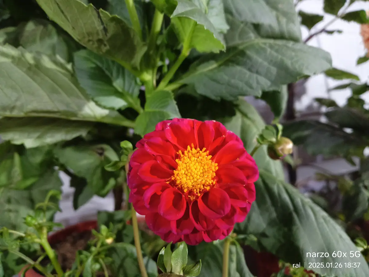 A close-up photo shows a vibrant red dahlia flower with a yellow center, surrounded by large green leaves. The image has a…