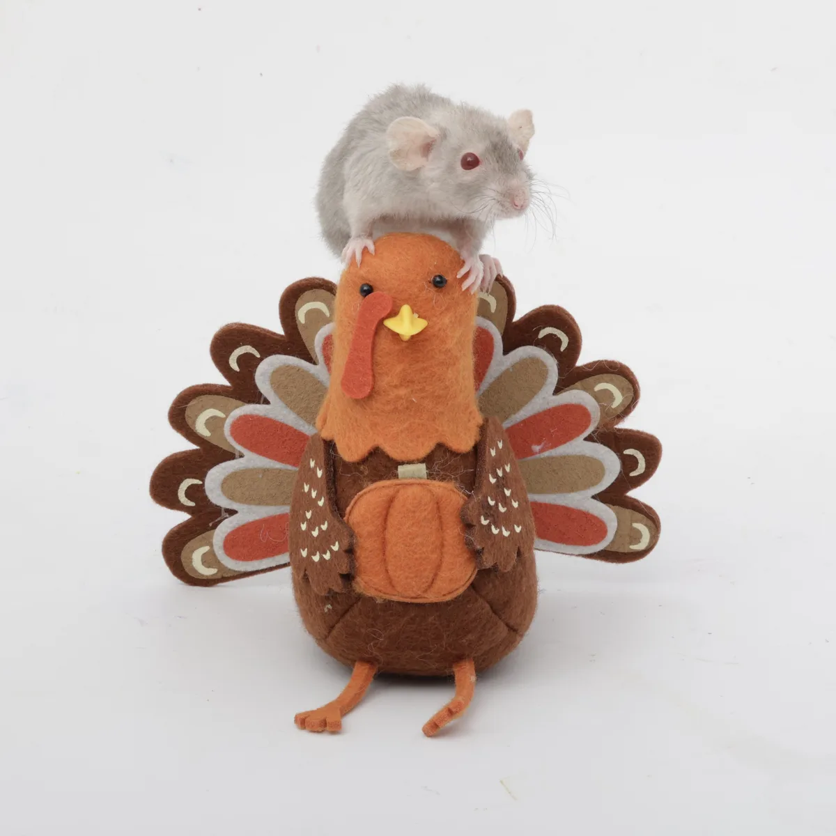 Late Thanksgiving Memories Featuring My Adorable Rats, Pumpkin Seed and Popcorn!