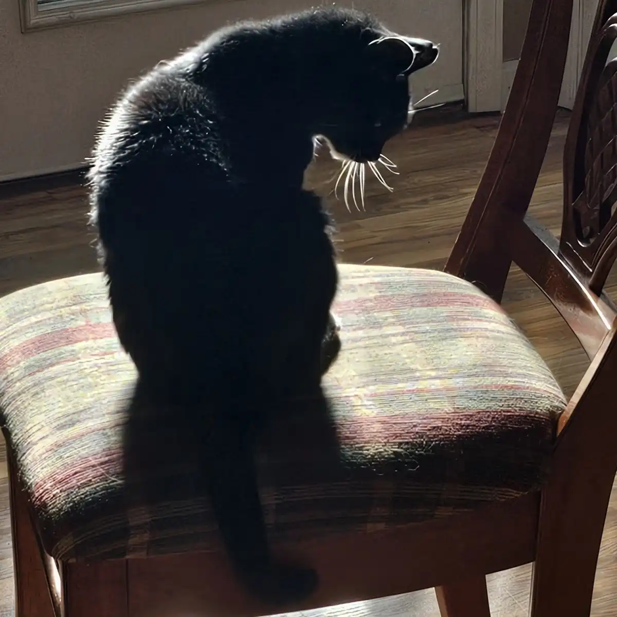 A black cat sits on a patterned chair cushion, its body mostly in shadow while its whiskers and the tip of its tail are…