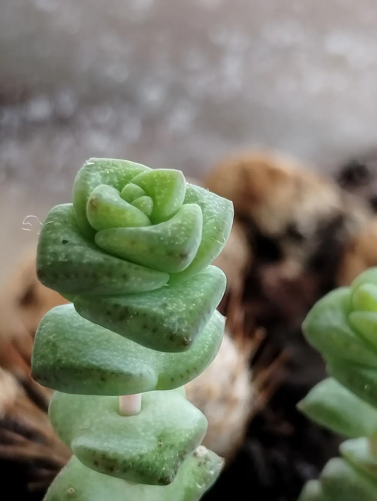 a close-up photo of a green succulent with thick, fleshy leaves arranged in a spiral pattern resembling a rosebud. The…