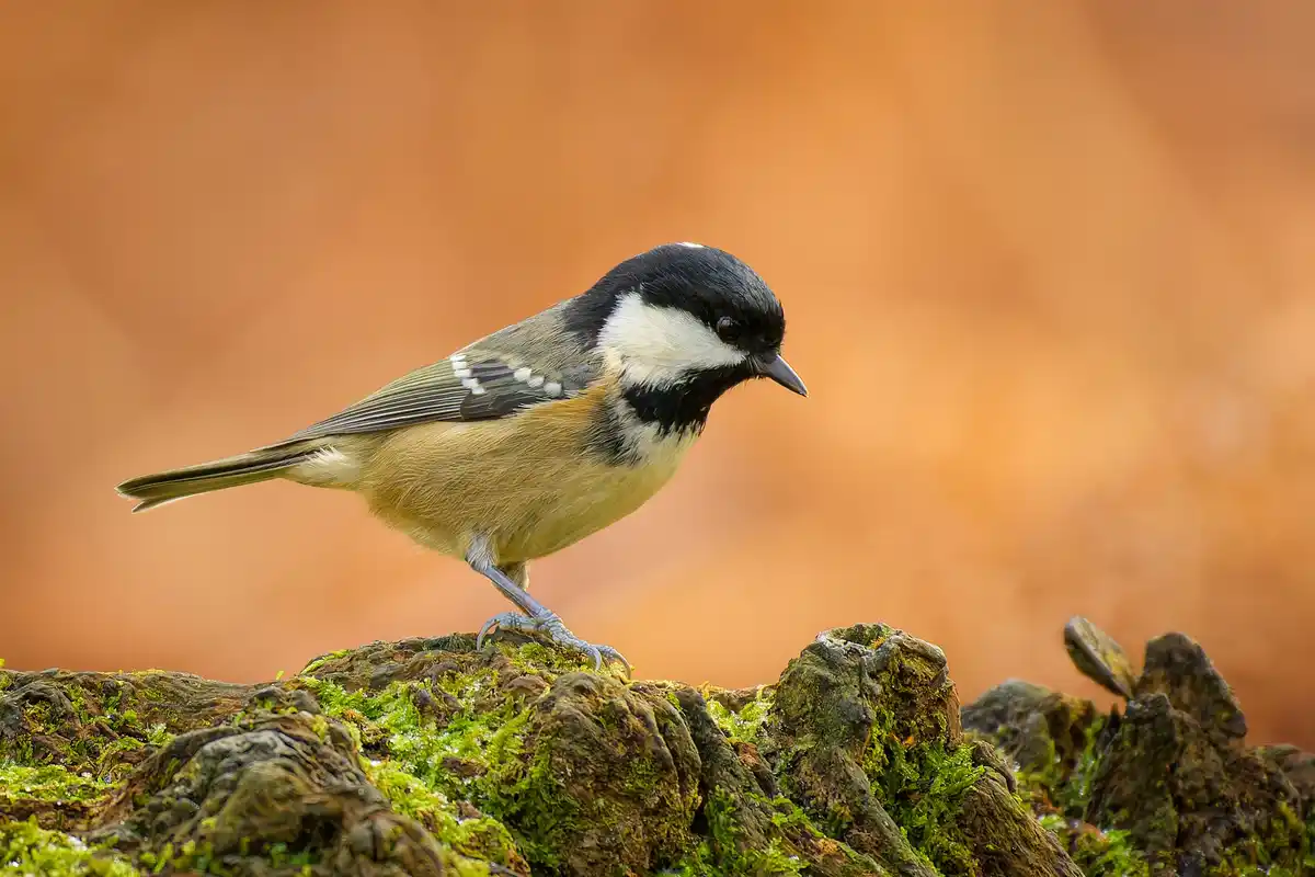 A small bird with a black cap, white cheeks, and brownish body perches on moss-covered rocks against a warm orange…
