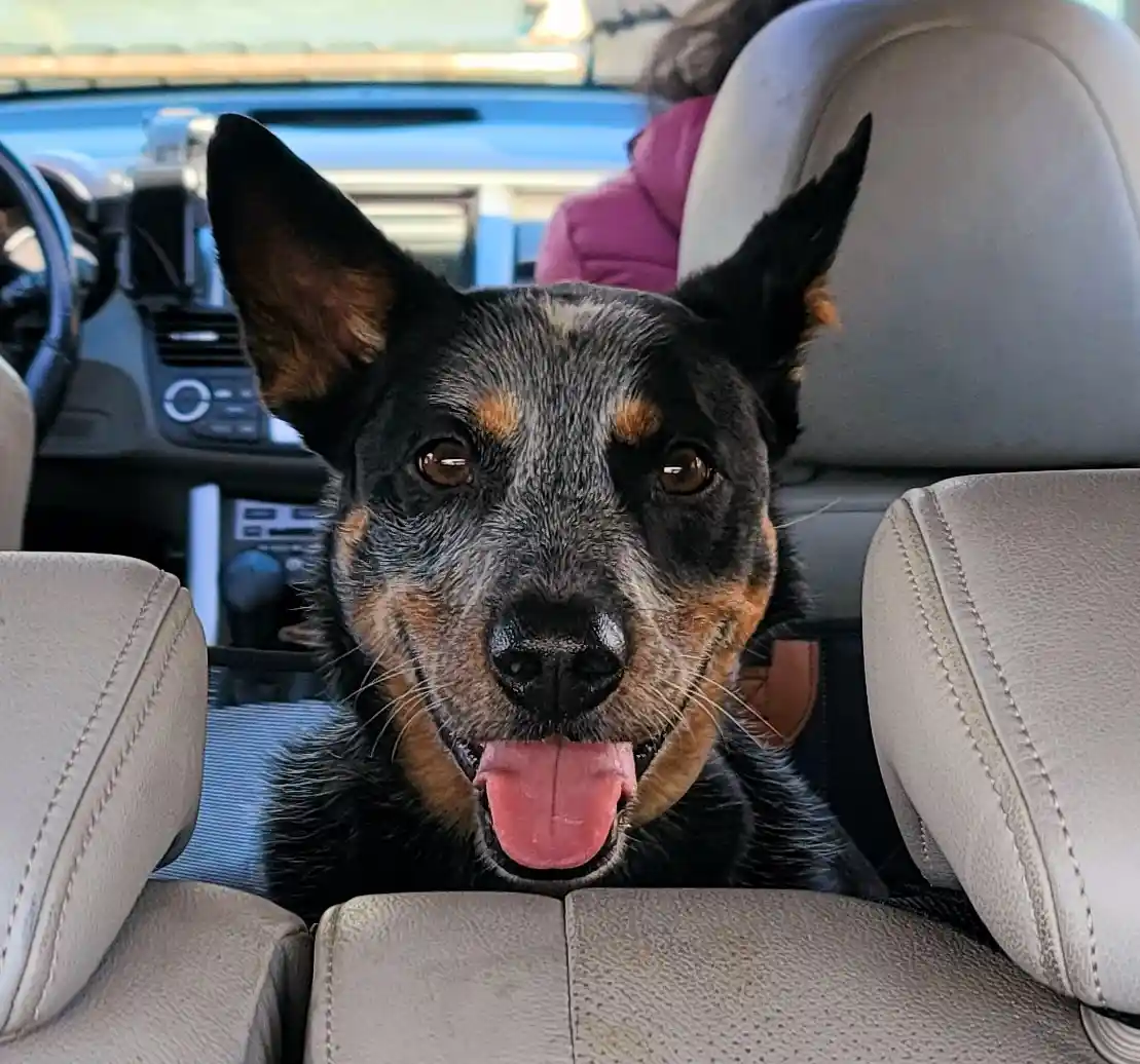 A close-up photo of a black and tan dog with pointed ears and a pink tongue sticking out, sitting between two beige car…