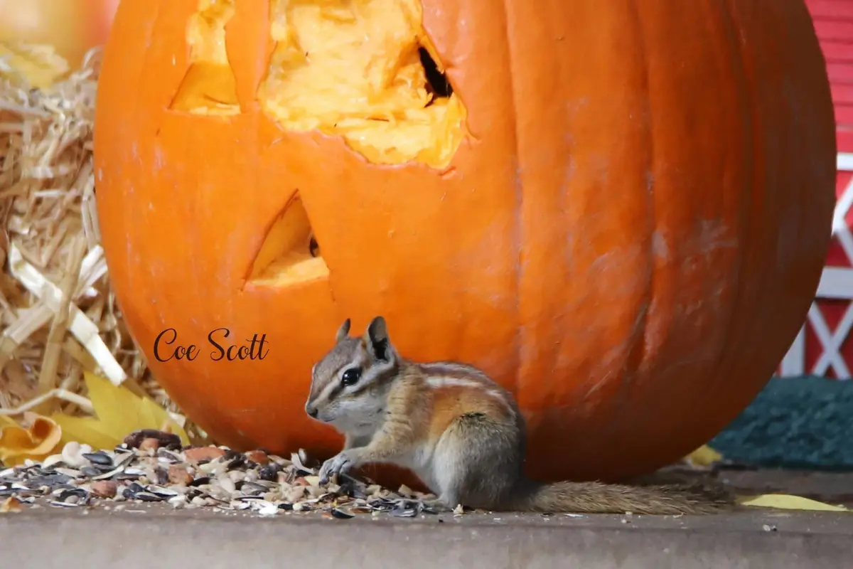 The Classic Pumpkin Eater Meme