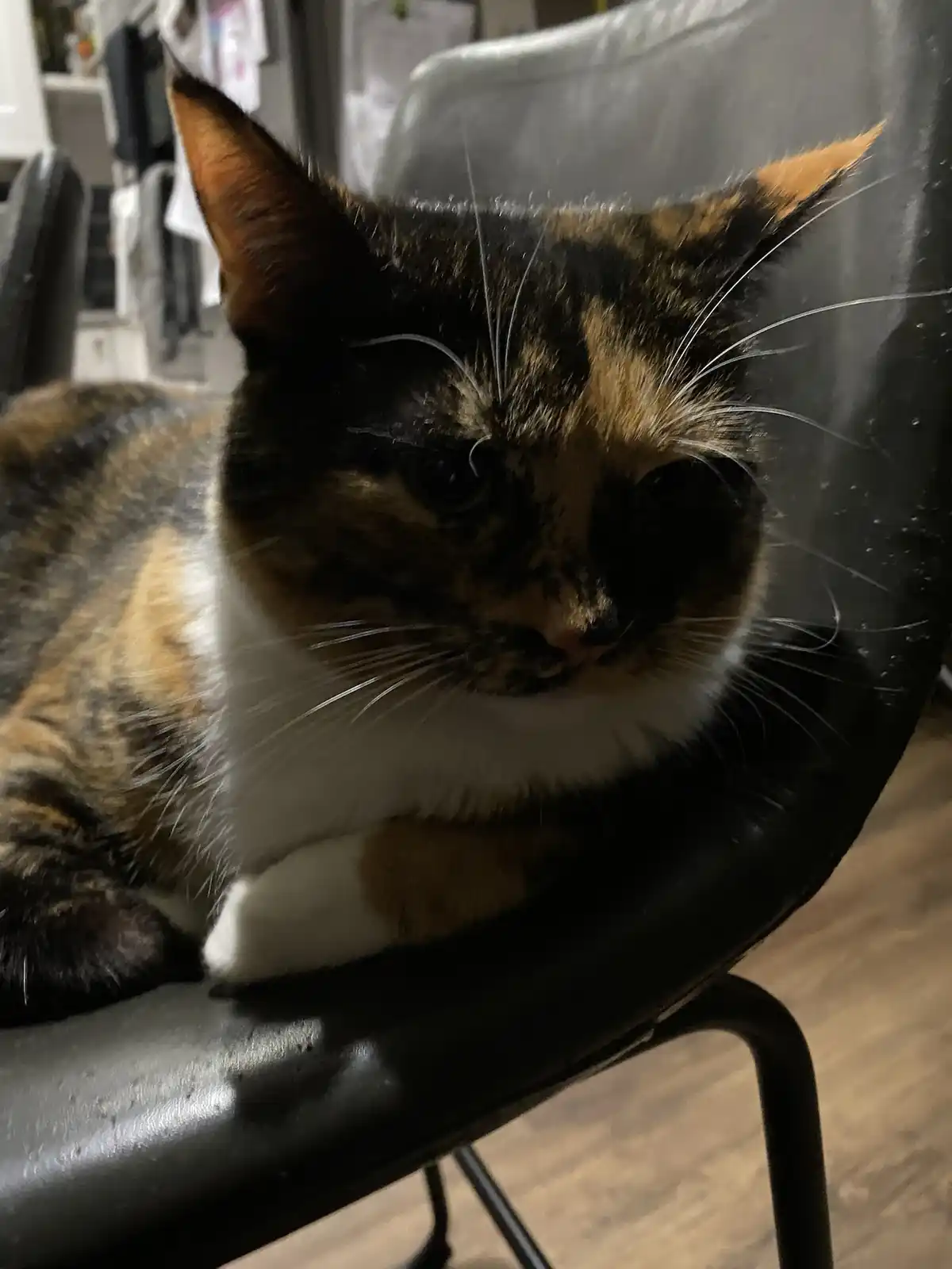 A calico cat with black, orange, and white fur is lounging on a black chair, looking directly at the camera with a slightly…
