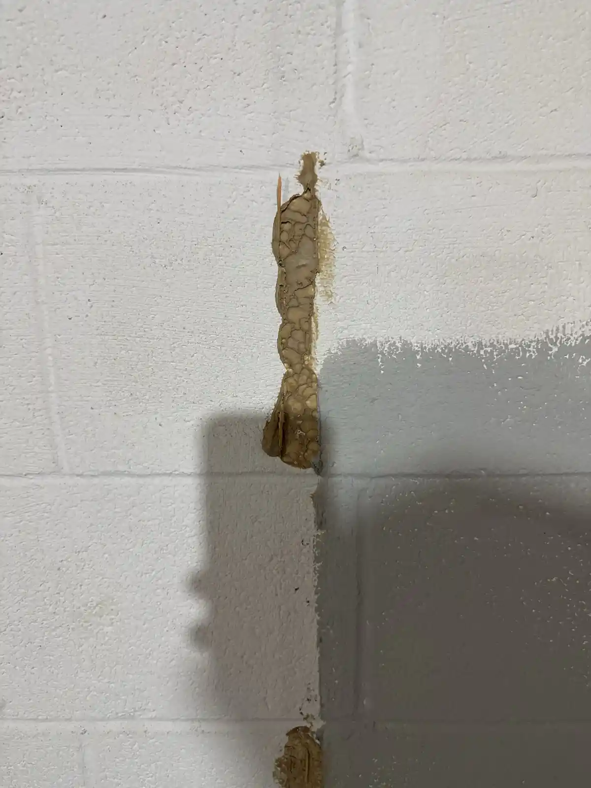 What is This Mysterious Brown Substance on My Wall?
