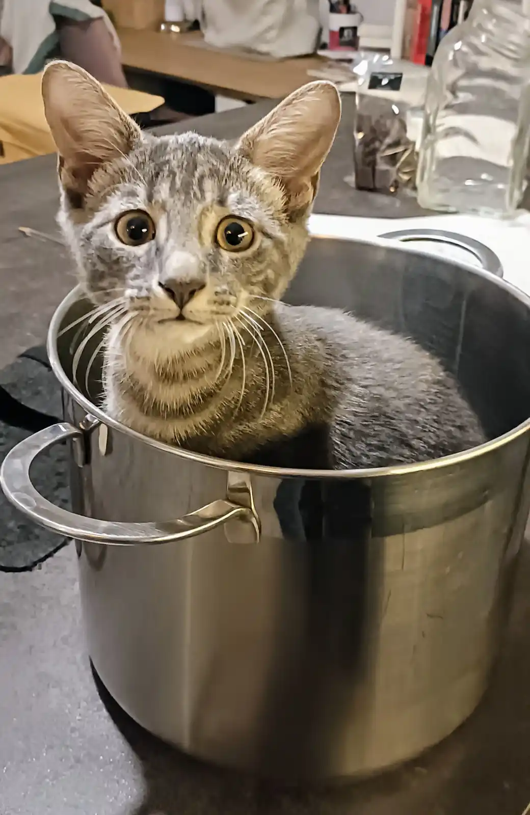 A gray tabby cat with wide, startled eyes sits inside a large, shiny stainless steel cooking pot on a kitchen counter. The…
