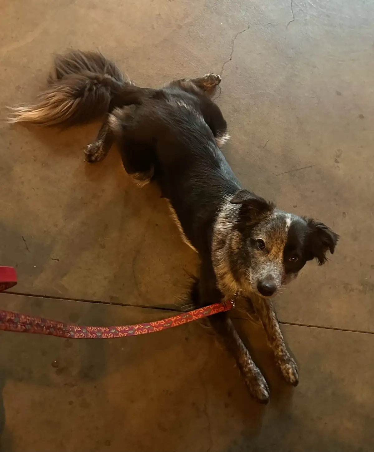 A black and tan dog with a patterned leash lies on its side on a concrete floor, looking up with a tired expression. The…