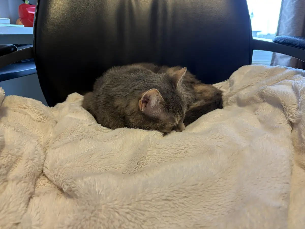 A gray tabby cat is curled up and sleeping soundly on a fluffy white blanket draped over a black office chair. The cat's…