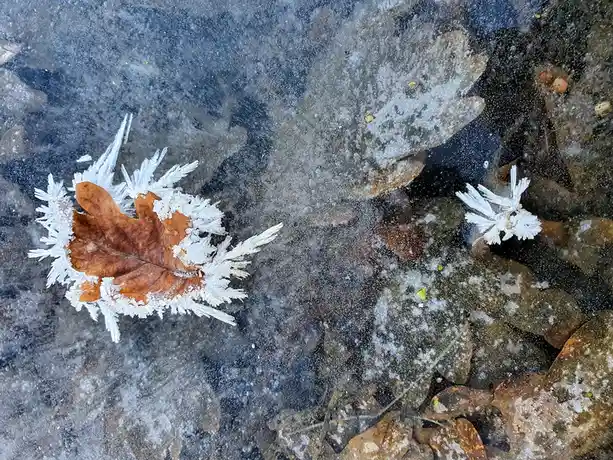 A close-up photo shows a brown leaf partially covered in intricate white frost crystals on a frozen surface, with other…
