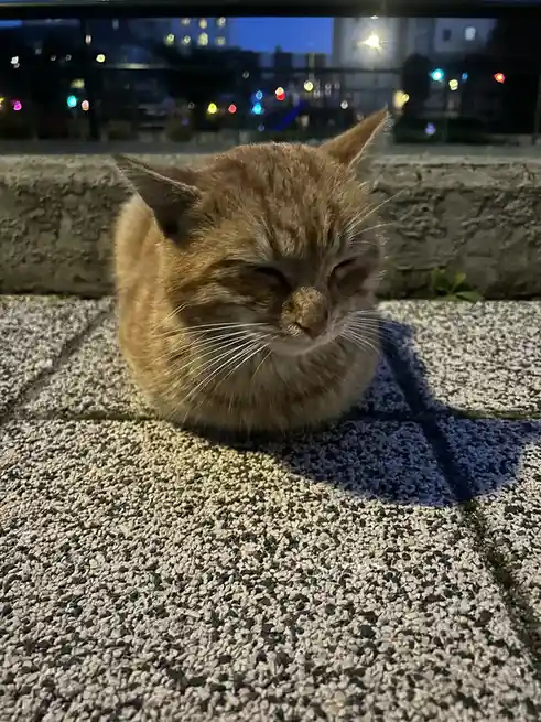 A fluffy ginger cat sits curled up on a textured stone ledge at night, eyes half-closed in apparent contentment or sleep…