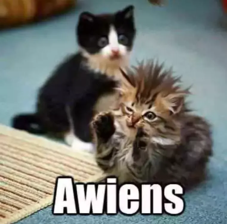 Two kittens are pictured; one fluffy tabby kitten in the foreground has its fur standing on end and is raising a paw as if…