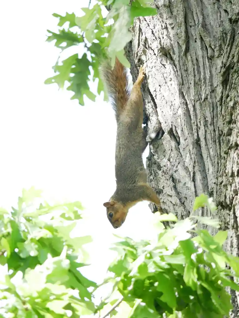 A squirrel is clinging upside down to the rough bark of a tree trunk, surrounded by green leaves, with the overlaid text…