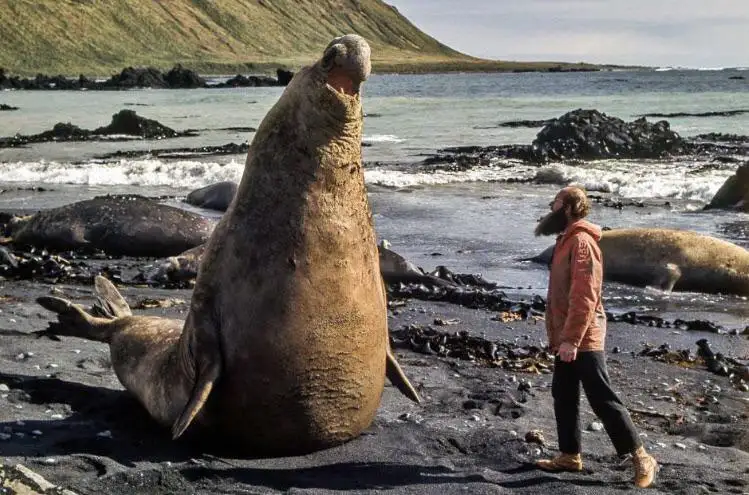 A large male elephant seal sits upright on a black volcanic beach, mouth open in a roar, while a man with a beard and orange…