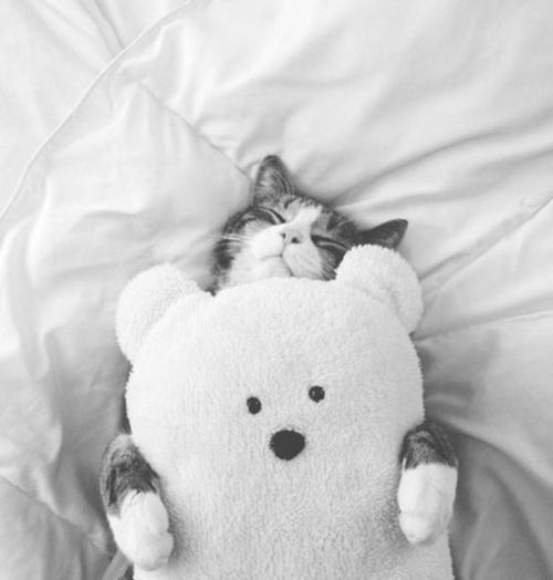 A black and white photo shows a cat sleeping peacefully on a bed, its head resting on a white teddy bear plush toy. The…