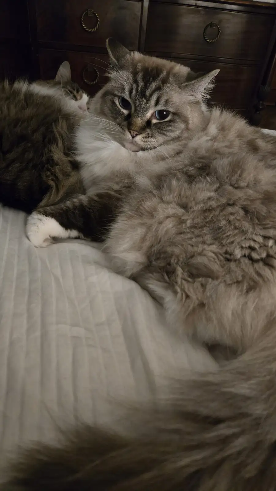 Two fluffy cats are lying on a bed, one is awake and looking directly at the camera with a bored or unimpressed expression…