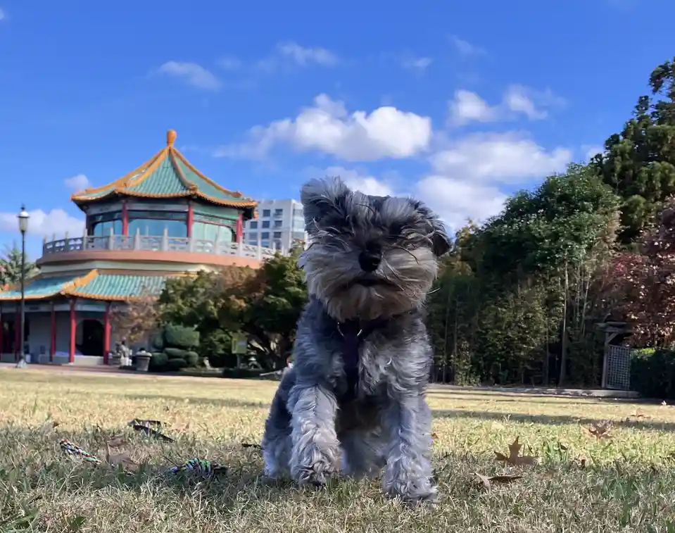 A gray, scruffy miniature schnauzer sits on a grassy lawn with autumn leaves, looking directly at the camera. Behind it is a…