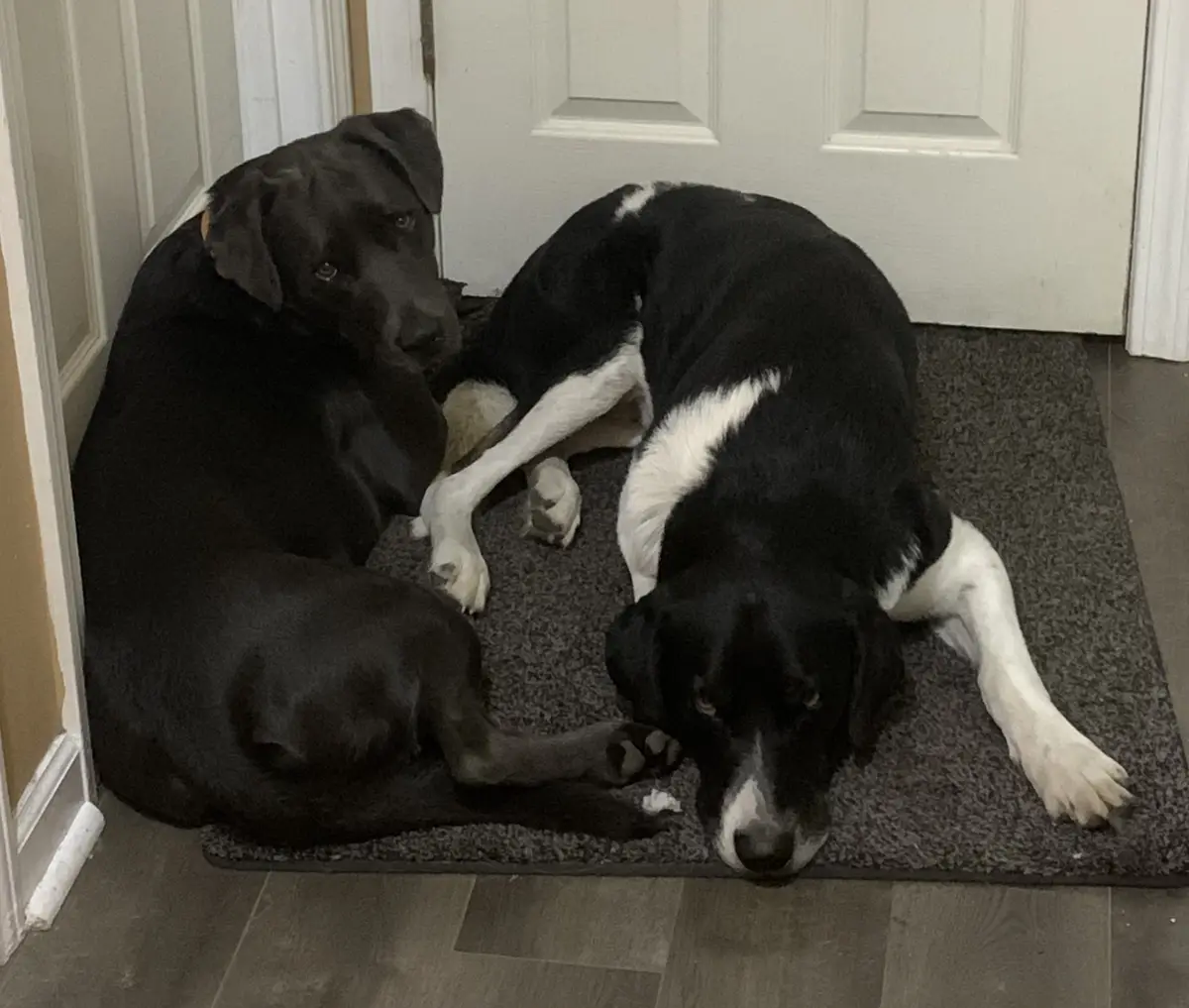 Two dogs, one solid black and one black-and-white, are lying on a dark gray doormat in front of a white door. The black dog…