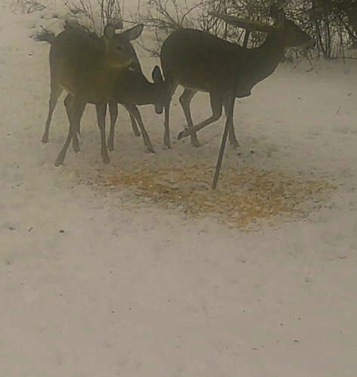 Three deer stand in a snowy field near a pile of yellow corn kernels, with one deer looking toward the camera while the…