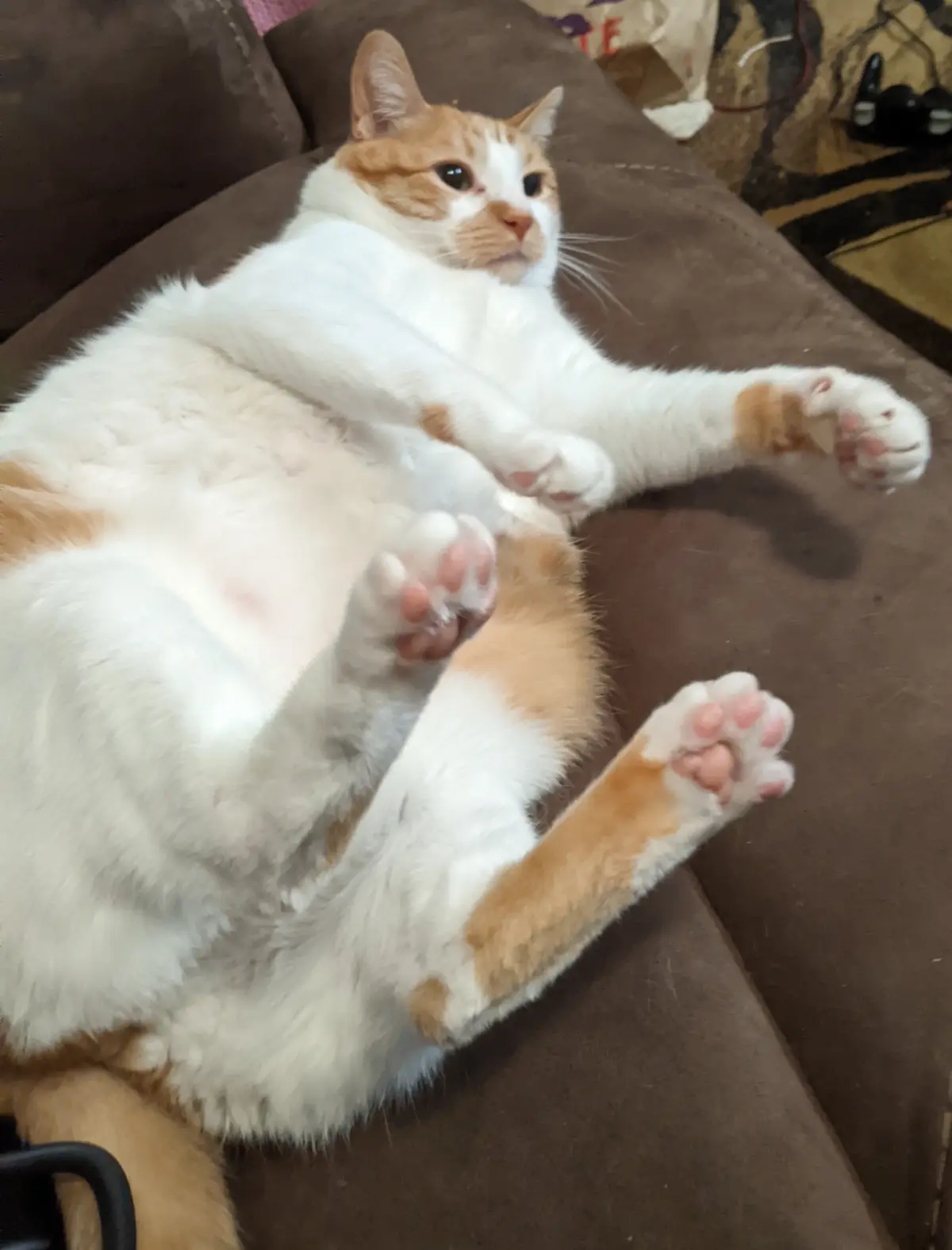 A white and orange tabby cat is lying on its back on a brown couch, legs and paws spread out in a relaxed pose, looking up…