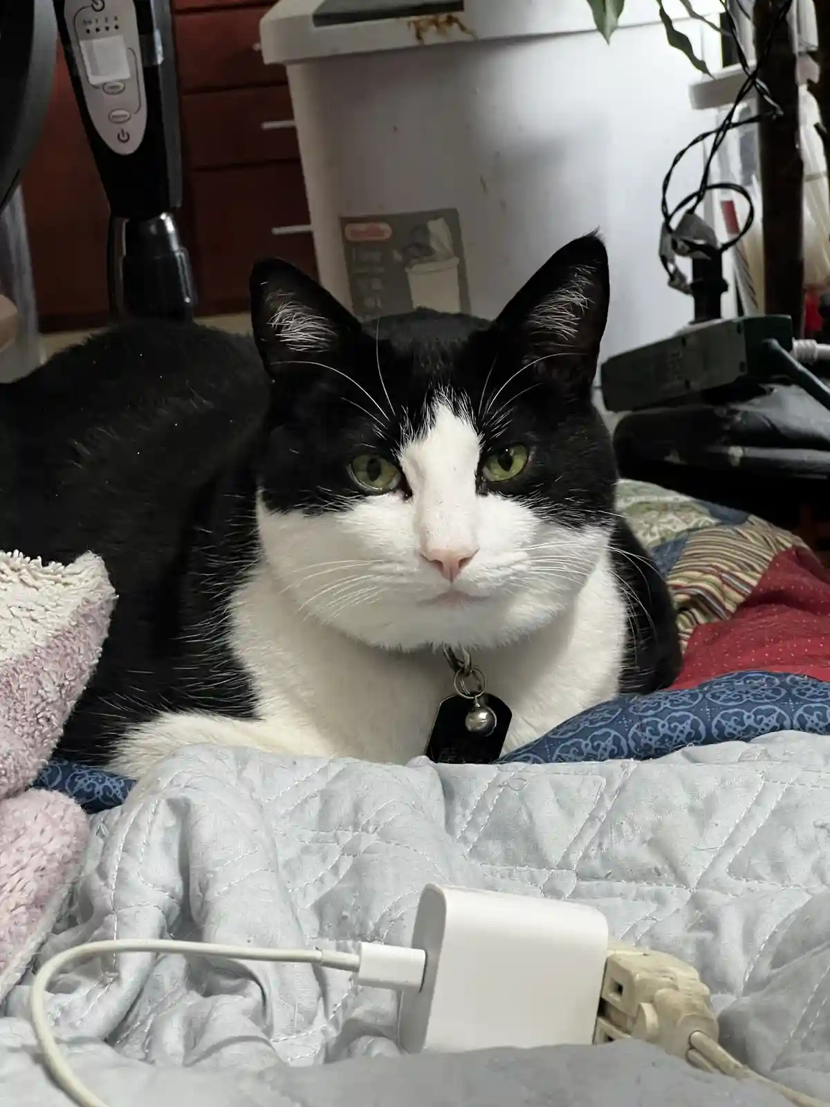 A black and white cat with green eyes lies on a quilted bedspread, looking directly at the camera with a serious expression…
