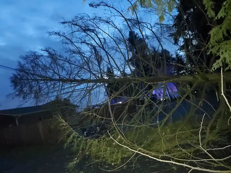 A large, bare tree branch lies fallen across a yard at dusk, obscuring a house and fence behind it. The sky is a deep blue…
